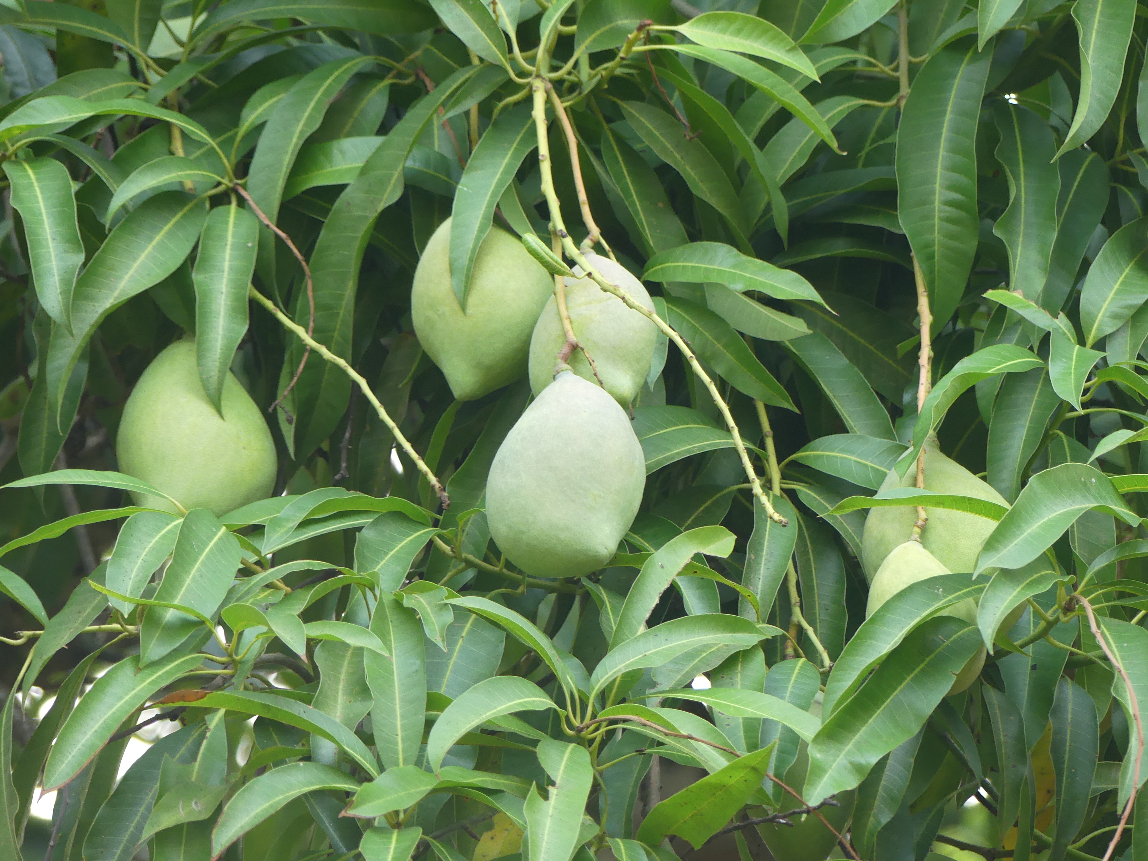 mangue, plantation, costa rica, fruit, exotique